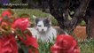 Funny Videos Of cat being scared on utube. Best funny cat videos Compilation on youtube