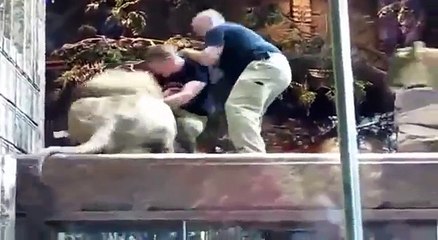 When Animals Attack People Compilation Warning: Graphic Video