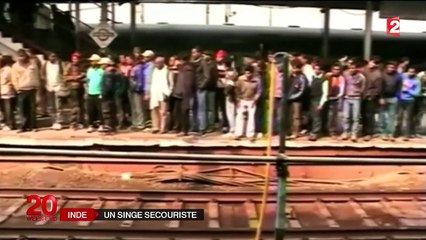 Inde : un macaque réanime l'un des siens