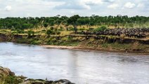 1.5 Million Wildebeests Cross A River In One Impressive Time-Lapse