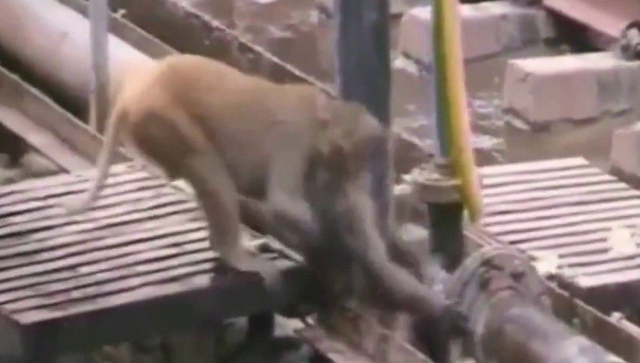Increíble: ¡Mono salva a mono electrocutado!
