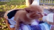 Cute Kittens And Puppies Bottle Feeding Compilation 2014 NEW