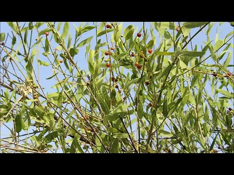 NEW SARAIKI MUSHAIRA 1981 POET SARWAR KARBALIE