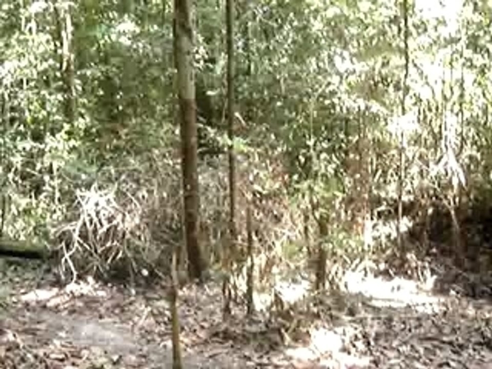 80 - Campamento na selva