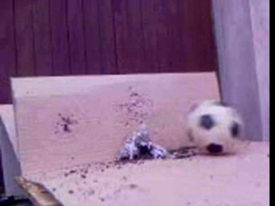 Patator vs ballon foot
