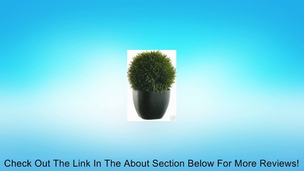 11 Inch Artificial Tea Leaf Grass Ball in Oval Urn Review
