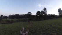 Drone vs Kangaroo - Violent punch in the quadricopter!