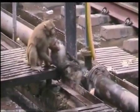 A monkey saves the life of another monkey almost killed, electrified on train rail!