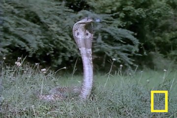 Kobra ve gelincik iki ezeli rakip