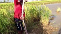 Net fishing in a deepwater rice field by Khmer People | Net fishing in Cambodia