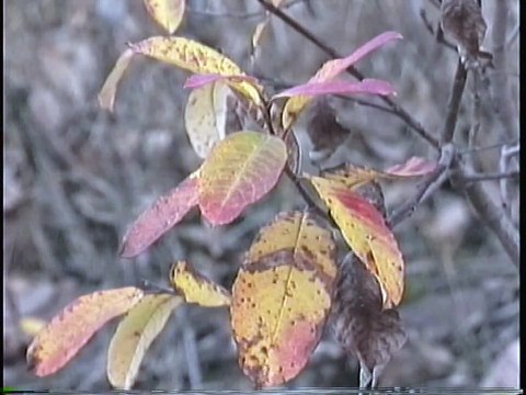 Bella Coola Natural History: Black Bear, Bald Eagle