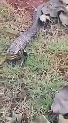 a snake has found with face of frog .interesting