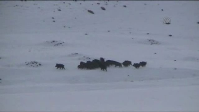 Ardahan'da Görülen Domuz Sürüsü Vatandaşları Korkuttu