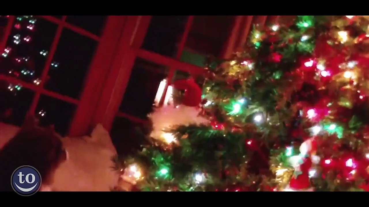 Chats VS Sapins de Noël