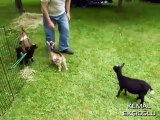 Yerinde Duramayan Hiperaktif Keçi hyperactive goat