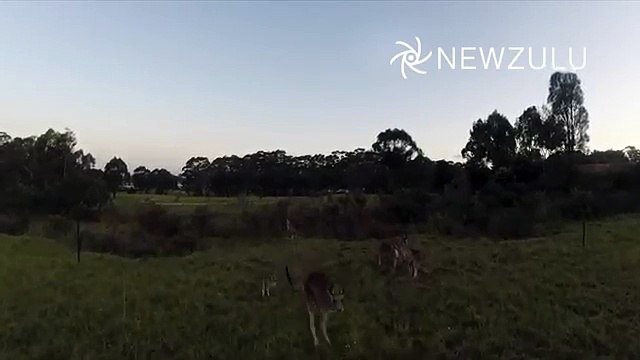 Drone vs Kangaroo - Kangaroo knocks out drone
