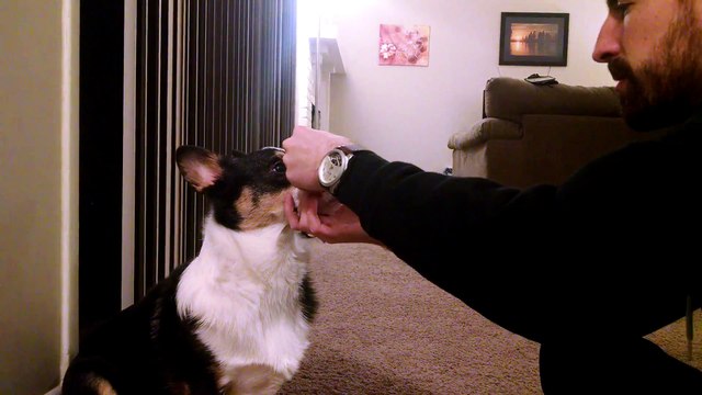 Cute Welsh Corgi balances treats.
