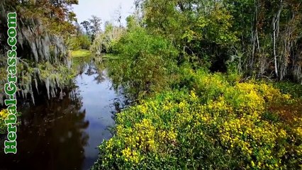 Цветок - хищник плотоядного растения Венерина мухоловка Dionaea muscipula