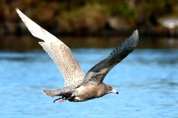 Türkiye'de 140 Yıl Sonra Görülen Kutup Martısı Tehlike Altında