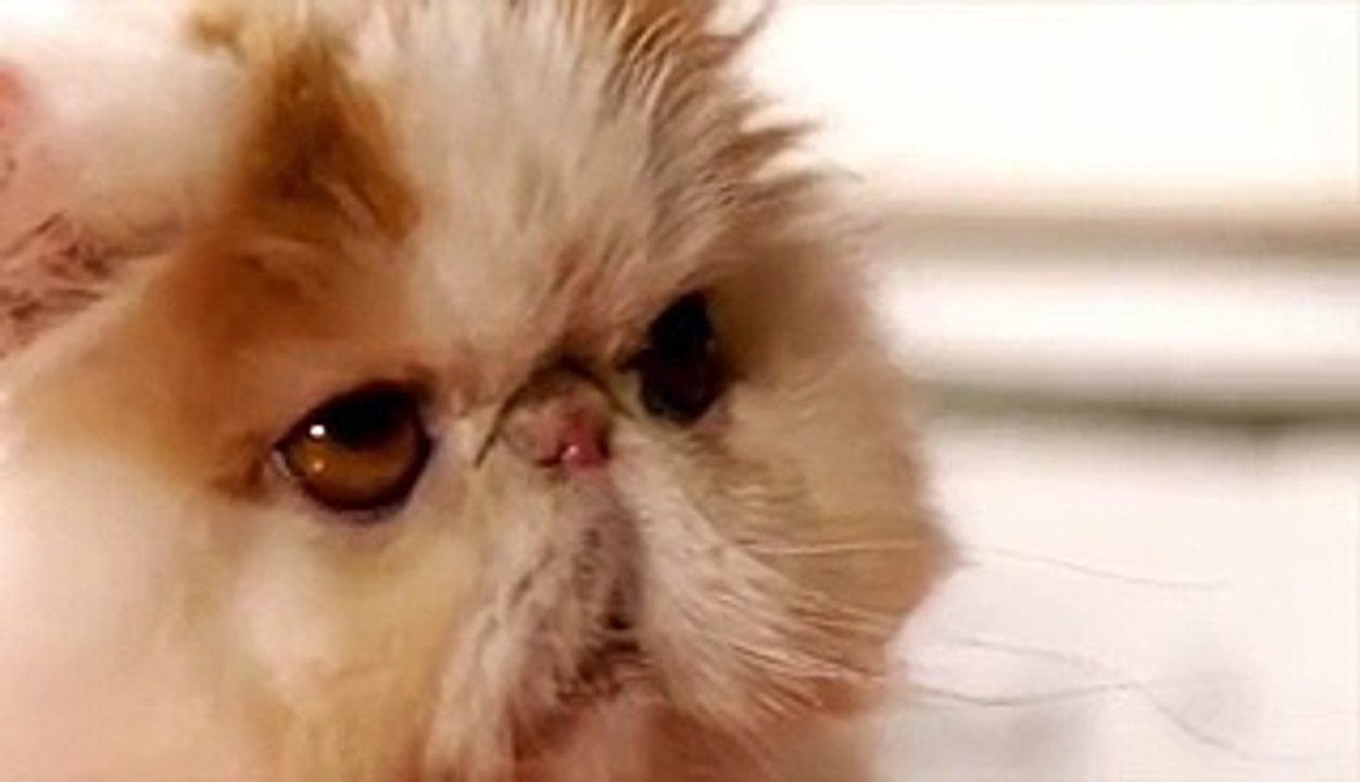 gato telepata