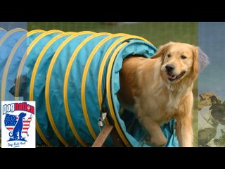 Know Valuable Information About Your Furry Canine Friends