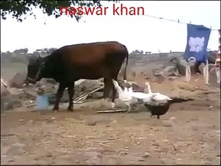 Cow vs DUck fight