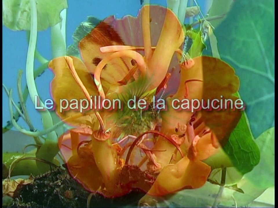 Le papillon de la capucine