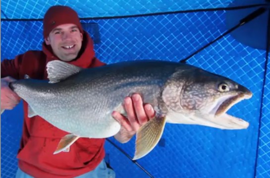 Giant trout caught through the ice of Lake Superior.