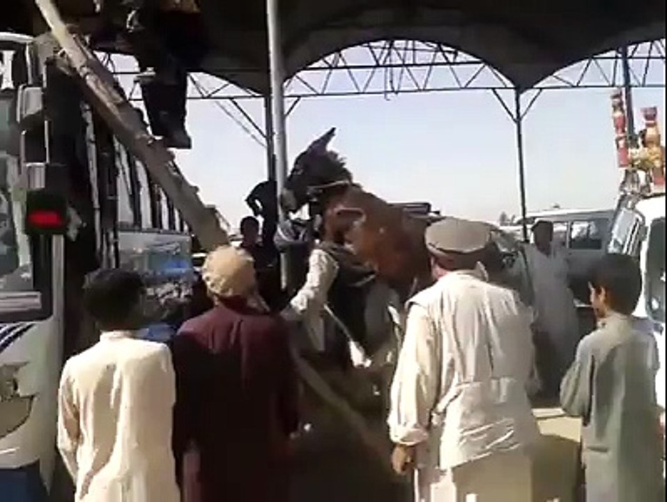 (1) ‫لو جی کھوتا چڑ گیا جے بس تے - ‬