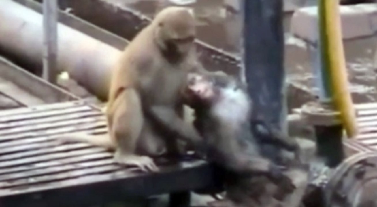 Maymun Elektrik Çarpan Arkadaşını Ne Yapıp Edip Hayata Döndürdü!