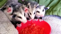 Des opossums mangent de la pastèque