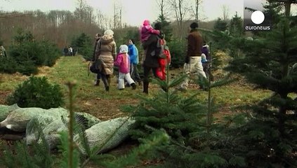 Dinamarca ensaya el clonaje de abetos navideños a gusto del consumidor