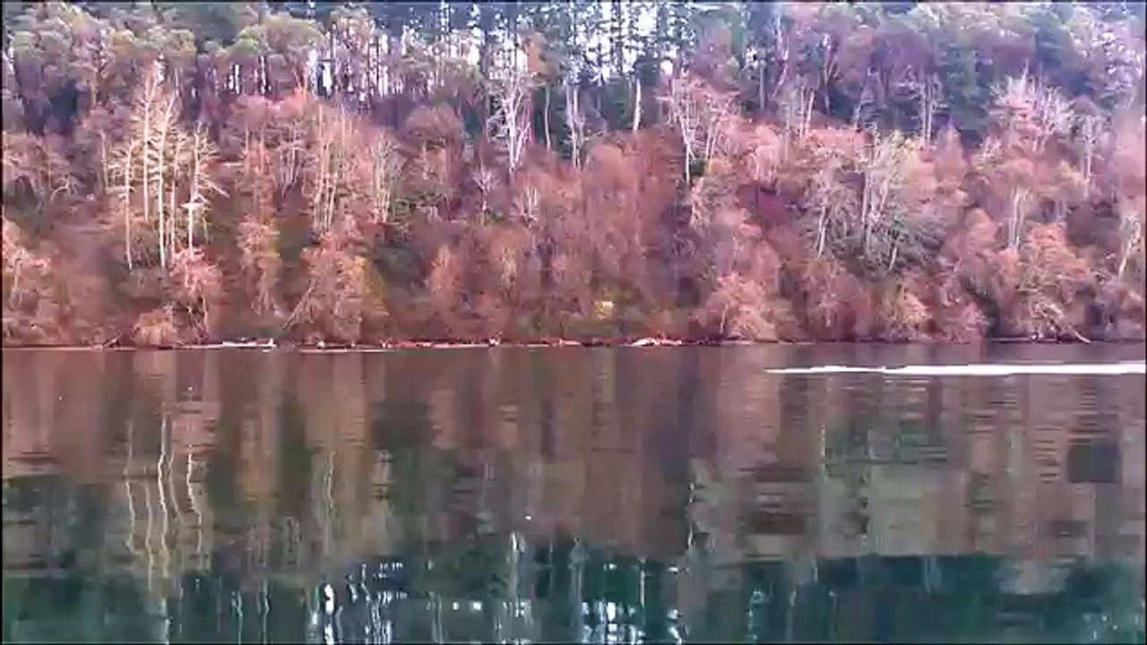 Un groupe d'orques nage près d'un petit bateau dans le bras de mer Puged Sound