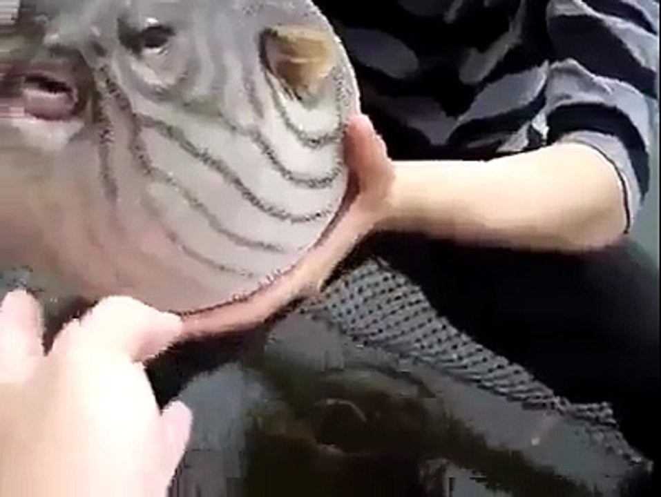 سبحان اللہ ایسی مچھلی آپ نے کبھی نہیں دیکھی ہو گی۔ -