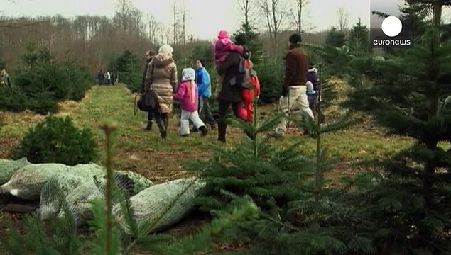 Dinamarqueses procuram árvore de natal perfeita