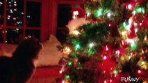 'Funny Cats Who Hate Christmas' Compilation 2014 - Cute Cats vs. Christmas Tree