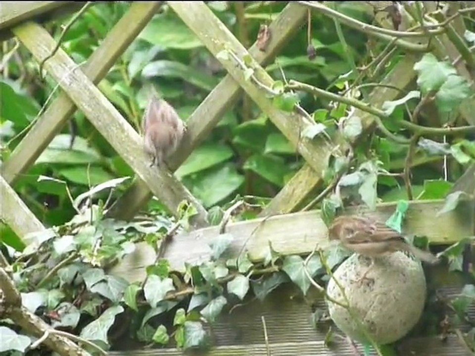 Mes petits zozios mignons...