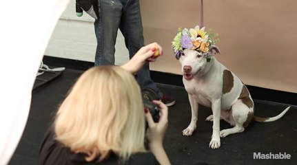 Can Instagram save America's pit bull problem?