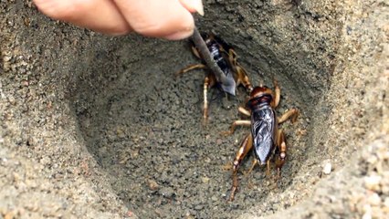 bataille de grillons