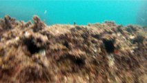 Observação Submarina, Ubatuba, SP, Brasil, Marcelo Ambrogi, Peixes, Tartarugas Gigantes, Apneia, Ilhas Indômitas, Mares Indômitos, (44)