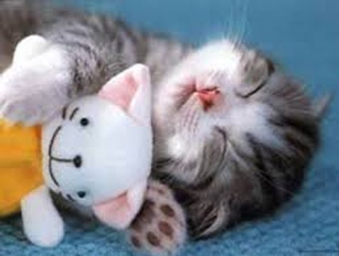Cute Animals Sleeping - Funny Animals Sleeping / December 2014