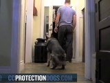 Working your Protection dog in a Home| ccprotectiondogs.com