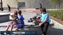 German Shepherd Puppies and Children | ccprotectiondogs.com