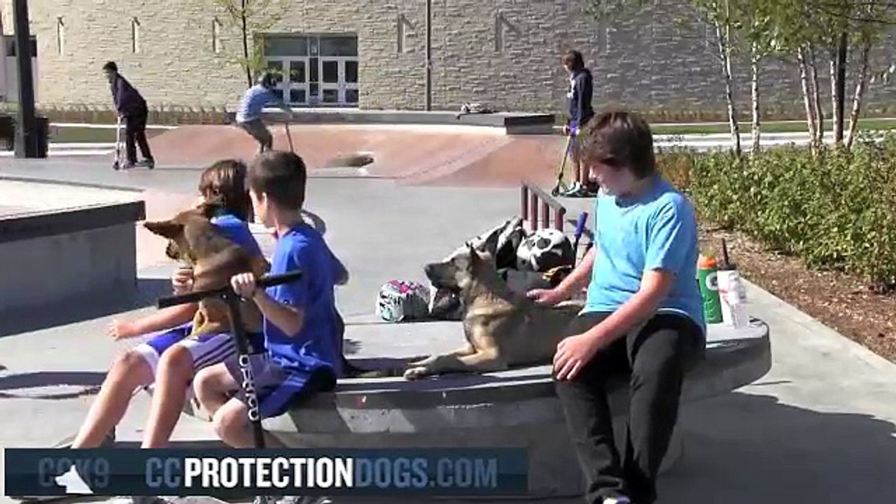 German Shepherd Puppies and Children | ccprotectiondogs.com