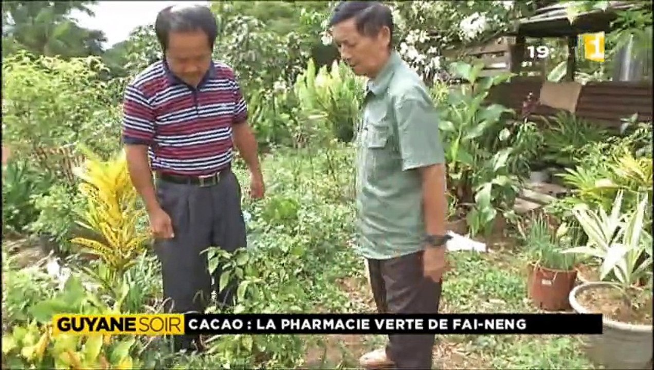 Cacao, plantes médicinales