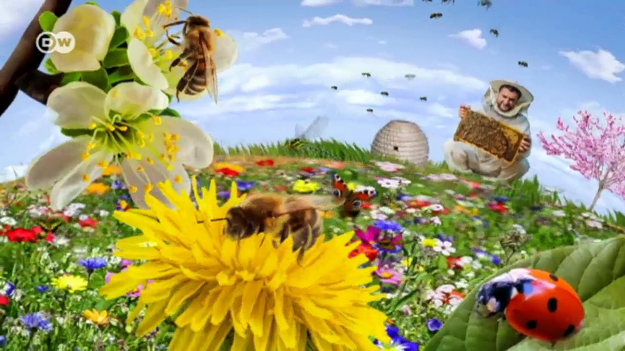 Mexiko: Mythos "Monarchfalter" | Global 3000