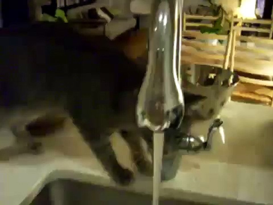 Un chat qui gaspille de l'eau