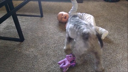 Baby enjoys playtime with energetic puppy