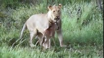 Aslan Yavru Antilopu Korumak İçin Diğer Aslanlara Saldırıyor