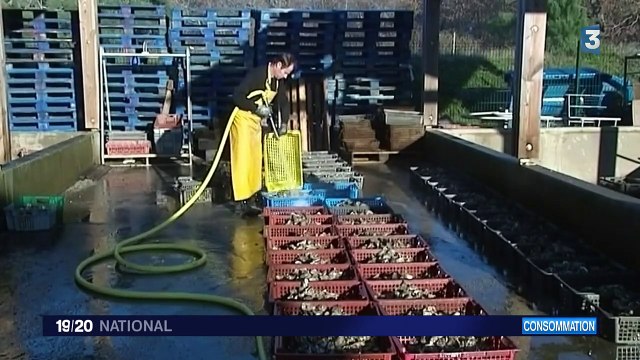 Les huitres du bassin d'Arcachon ont la cote
